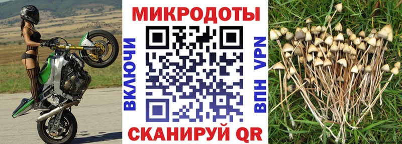 Галлюциногенные грибы Psilocybe  где купить   Волчанск 